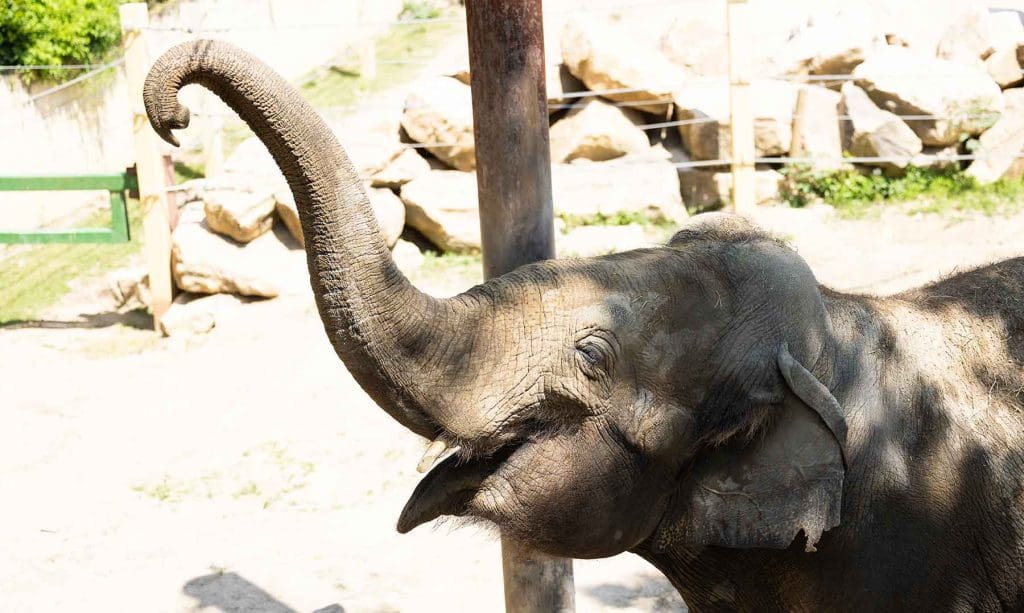 grappe fleurie 2023 063 1024x613